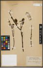 Foto von Salix phylicifolia L.